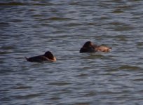 sleeping+Common+Pochard+2_recompress.jpg