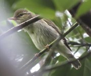 IMG_3832 odd Arctic Warbler @RDBT.JPG