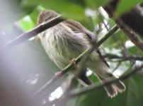 IMG_3834 - odd arctic Warbler 2 @ RDBT.JPG