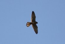 Eurasian Kestrel.jpg