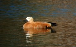 Ruddy Shelduck.jpg