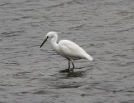 Chinese Egret.jpg