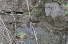 Pallas's Leaf Warbler.jpg