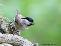 marsh tit at ISO 6400.jpg