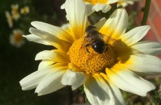 unknown_hoverfly3.jpg