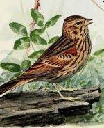 Vesper sparrow.jpg