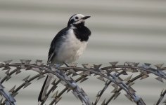 IMG_3924 Leucopsis x Alboides White Wagtail @ RDBT.jpg