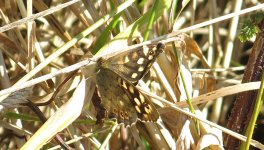 speckled_wood.jpg