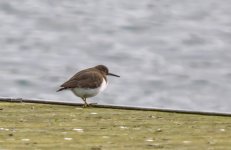 Common-sandpiper-2-small.jpg