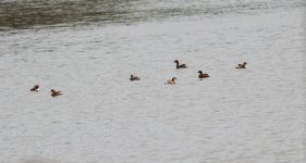 Little Grebes.jpg