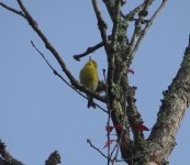 Pine Warbler.jpg