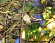 Tennessee Warbler.jpg