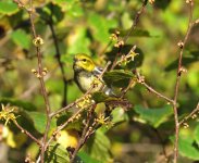 Black-throated Green Warbler.jpg