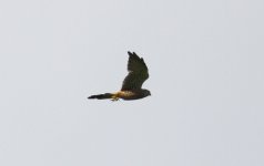 Eurasian Kestrel 4.jpg