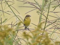 Yellow-breasted Bunting.jpg