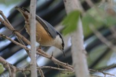 Eurasian Nuthatch.jpg