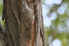 Eurasian Treecreeper (1).jpg