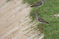 Yellowlegs.jpg