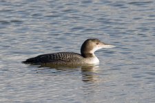 Great Northern Diver 2 comp.jpg