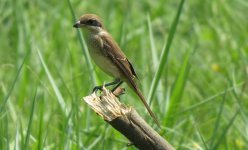 IMG_3854 Brown Shrike cristatus @ RDBT.JPG