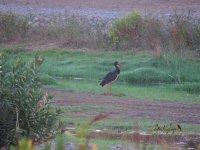 2015.10.10 Black Stork.JPG