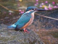 IMG_7031 Common Kingfisher @ DB.JPG