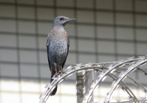 IMG_3906 Blue Rock Thrush @ RDBT.JPG