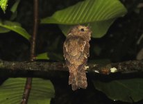 IMG_9344 Sri Lanka Frogmouth @ Sinharaja.JPG