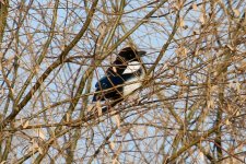 Tailless Magpie.jpg