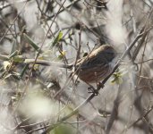 Beijing Babbler.jpg