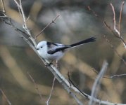 Long-tailed Tit 2.jpg