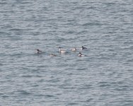 Red-breasted Merganser.jpg