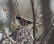 Siberian Accentor.jpg