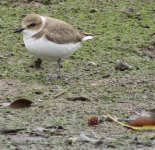 IMG_5606 Lesser Sandplover @ Pui O.jpg