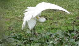 IMG_5625 Intermediate Egret @ Pui O.JPG