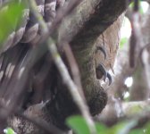 IMG_5639 Brown Fish Owl - toes and claws @ Pui O.JPG