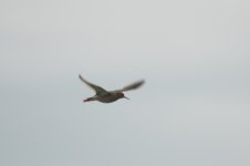 Redshank 1.jpg