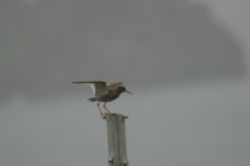 Redshank 2.jpg