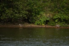 Redshank 3.jpg