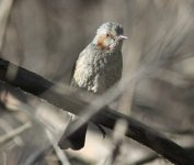 Brown-eared Bulbul.jpg