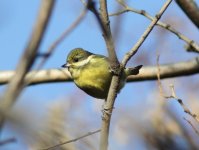 Yellow-bellied Tit.jpg