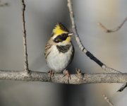 Yellow-throated Bunting.jpg