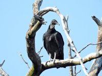 black vulture NJ P900 DSCN4210.jpg