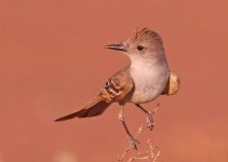 Brown-Crested Flycatcher.jpg