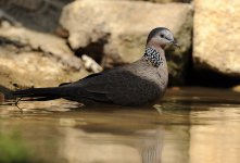 spotted dove water lamma HK D3s 200-500mm_DSC4087.jpg