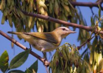 red-eyed vireo.jpg