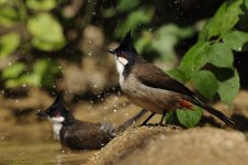 rw bulbuls water lamma HK D3s 200-500mm_DSC4138.jpg