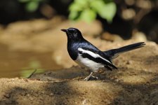 magpie robin M water lamma HK D3s 200-500mm_DSC4055.jpg