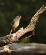 daurian redstart F lamma HK D7200 200-500mm_DSC3662.jpg