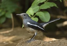 magpie robin F lamma HK D7200 200-500mm_DSC3747.jpg